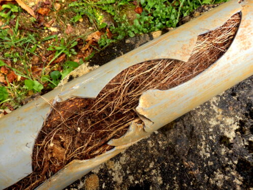 How To Avoid Tree Roots In Water Pipes